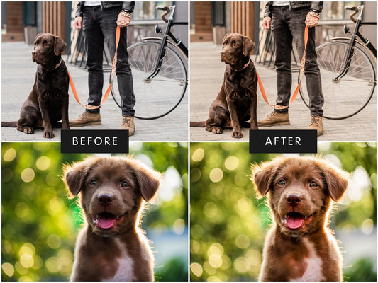 BROWN DOGS Lightroom Presets