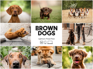 BROWN DOGS Lightroom Presets